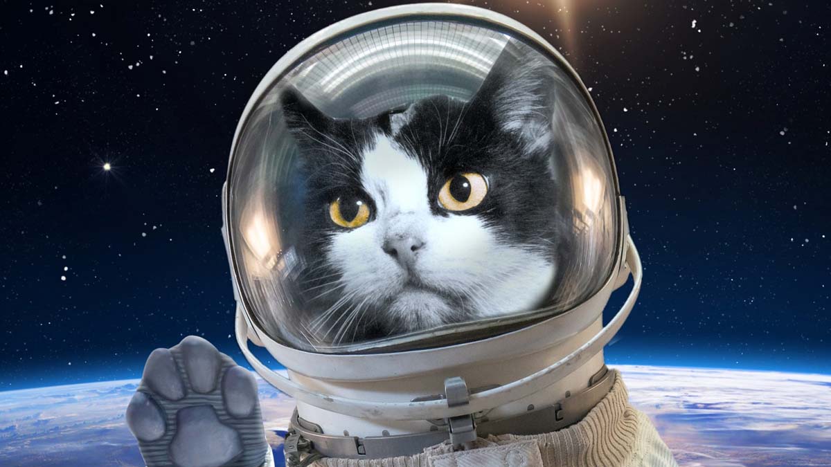 هل ذهبت أي حيوانات أخرى إلى الفضاء؟